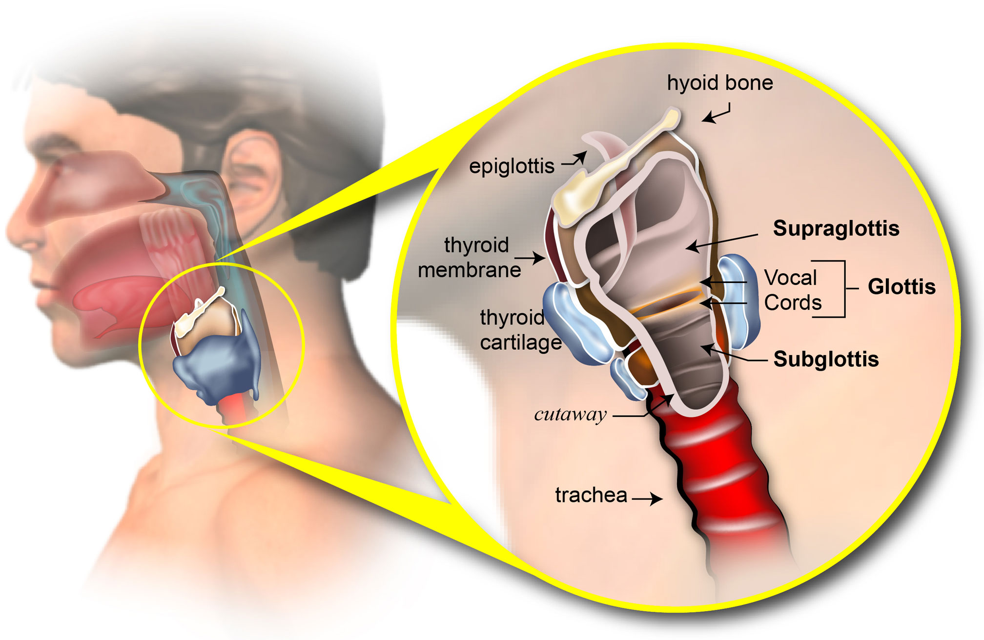 a study of larynx cancer a study of larynx cancer