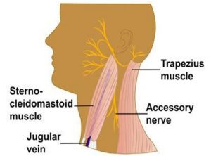 lymph 2